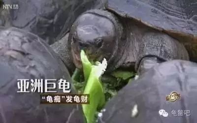 致富经龟养殖_致富经养龟_致富经乌龟养殖场的视频