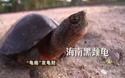 致富经龟养殖_致富经乌龟养殖场的视频_致富经养龟