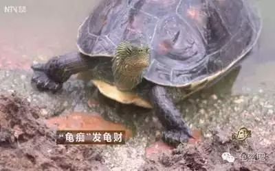 致富经乌龟养殖场的视频_致富经养龟_致富经龟养殖