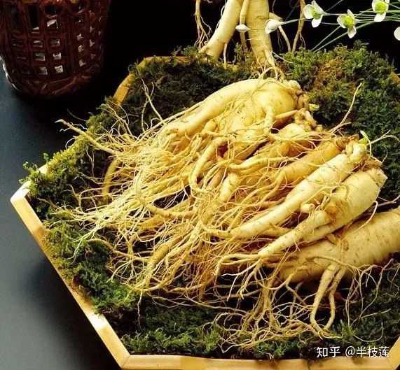 西洋参如何种植技术_西洋参种植条件和方法视频_种植西洋参的功效与作用