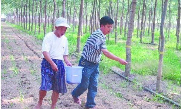 果园养殖金蝉的注意事项_养殖果园金蝉技术规程_果园金蝉养殖技术