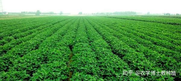 花生旺长产量低下？掌握控旺技巧，促进花生优质又高产