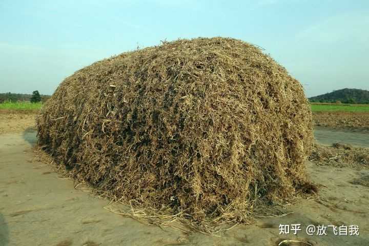 种植致富新项目_致富种地种植项目介绍_种地种植致富项目