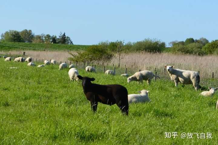 致富种地种植项目介绍_种地种植致富项目_种植致富新项目