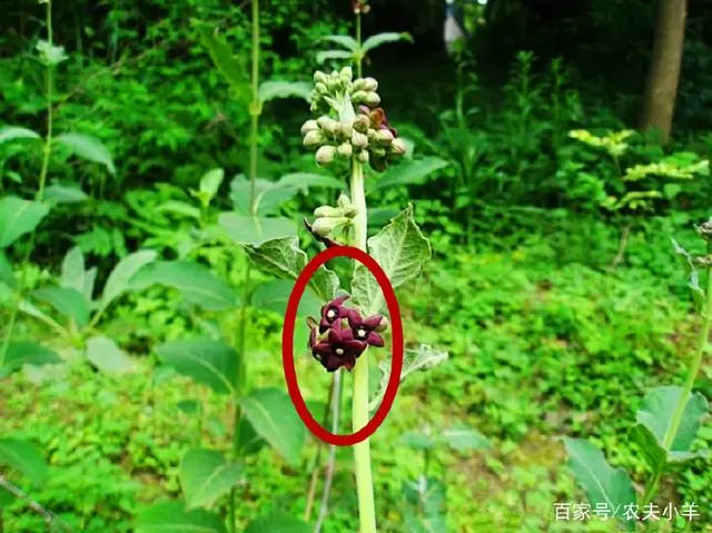 农村这种野草大家都认识，却不知有很好的食药价值，你有见过吗？
