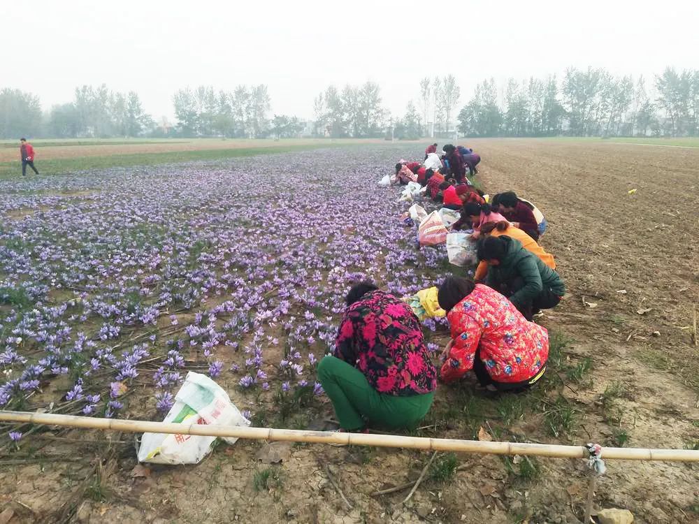 靠种植致富了_致富种植什么比较赚大钱_致富种植视频全集