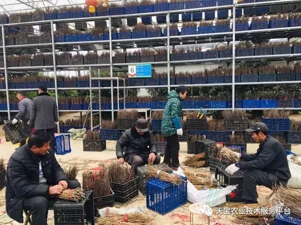 养殖果园金蝉技术视频_果园金蝉养殖全面技术_果园金蝉养殖技术