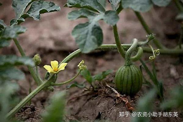 大棚种西瓜需要什么肥料？西瓜提苗用什么肥料？西瓜用什么肥料比较甜？