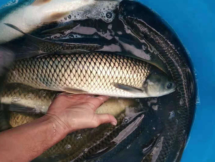 致富养殖草鱼怎么样_草鱼养殖致富经_致富养殖草鱼视频