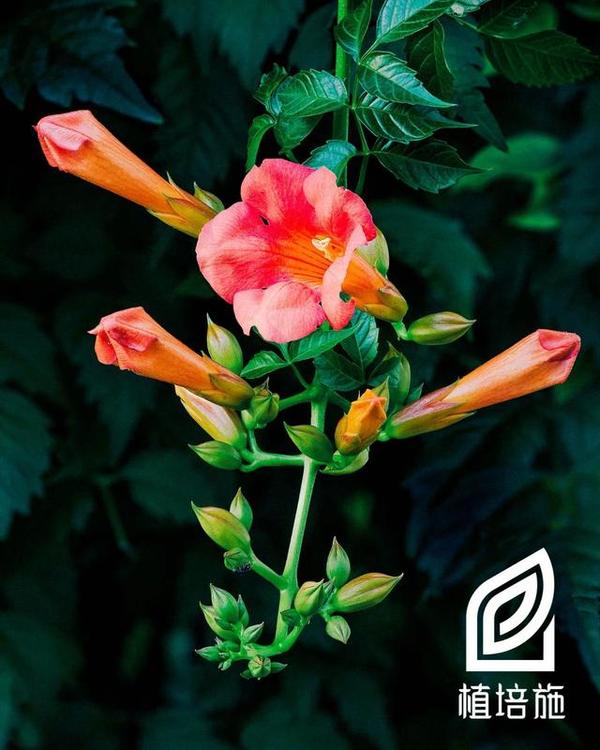 凌霄种植方法和注意事项_凌霄种植管理技术_如何种植凌霄