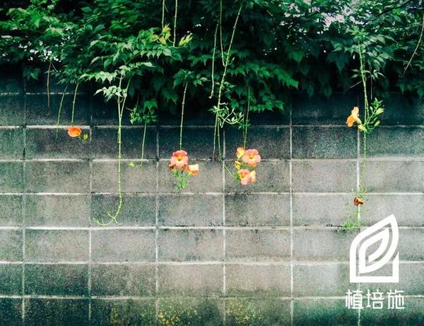 如何种植凌霄_凌霄种植管理技术_凌霄种植方法和注意事项
