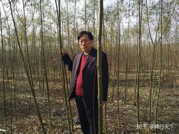 农村流传“树下养金蝉，轻松赚大钱”，有道理吗