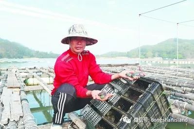 【致富经】诏安邻居县的“候鸟式”鲍鱼成长记，成活率从30%提高到80%