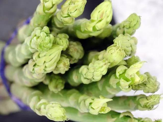 依靠种植芦笋致富_种植芦笋技术_芦笋种植经济效益