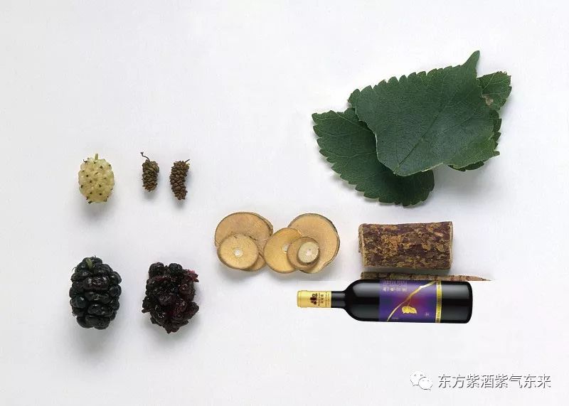 种植桑树技术要点_种植桑树技术要求_桑树怎么种植技术