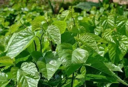 种植桑树技术要求_桑树怎么种植技术_种植桑树技术要点