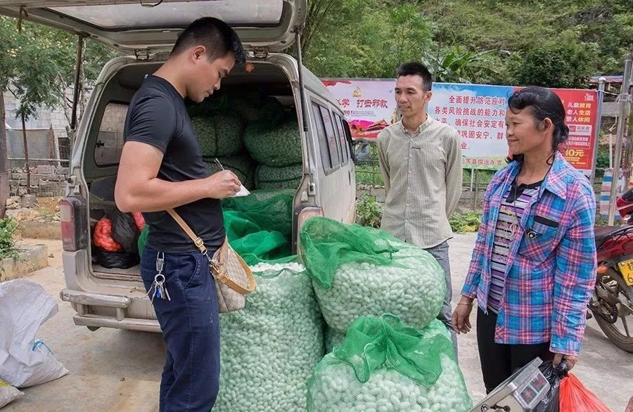 桑树怎么种植技术_种植桑树技术视频_种植桑树技术要求