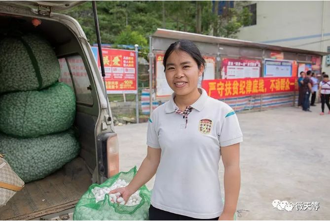 桑树怎么种植技术_种植桑树技术要求_种植桑树技术视频