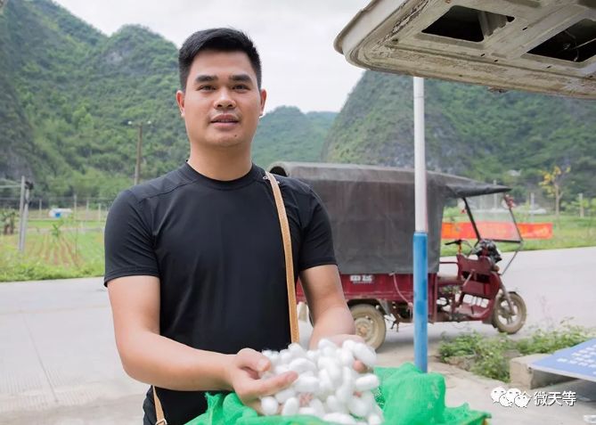 种植桑树技术要求_桑树怎么种植技术_种植桑树技术视频