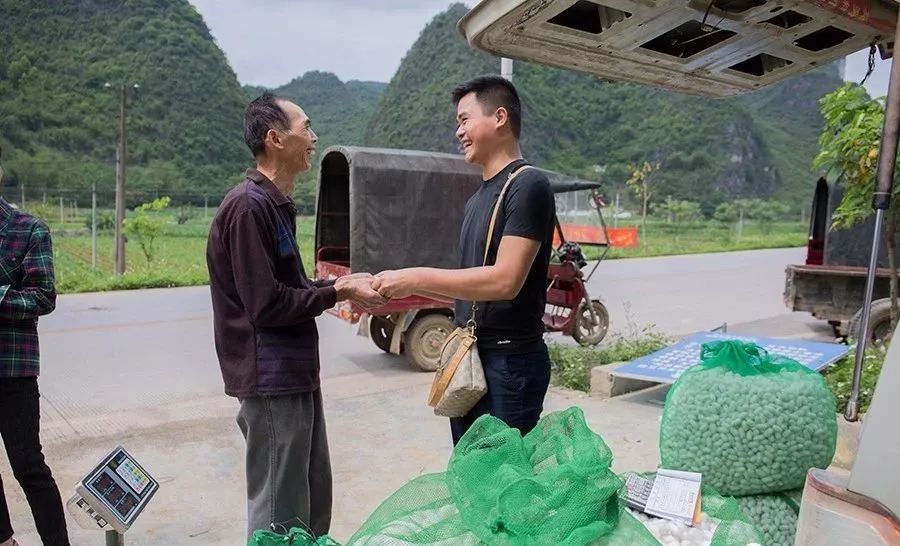 种植桑树技术要求_种植桑树技术视频_桑树怎么种植技术
