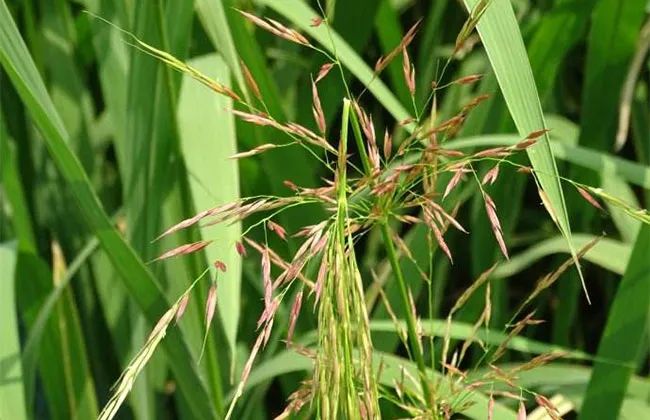 致富种植项目新闻_致富种植新项目_致富种植项目新闻报道