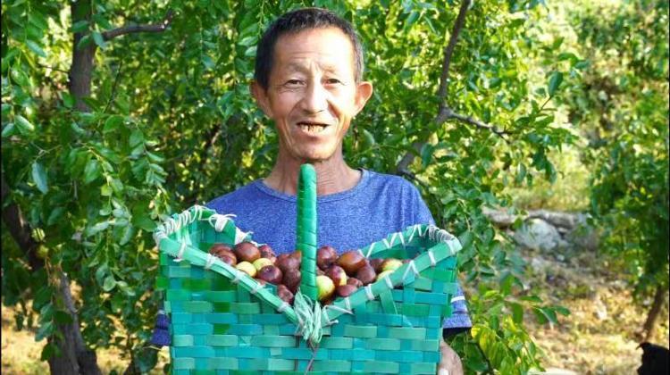 青桐山村70亩枣林丰收 第一书记：种枣树和做豆腐让农户增加了收入