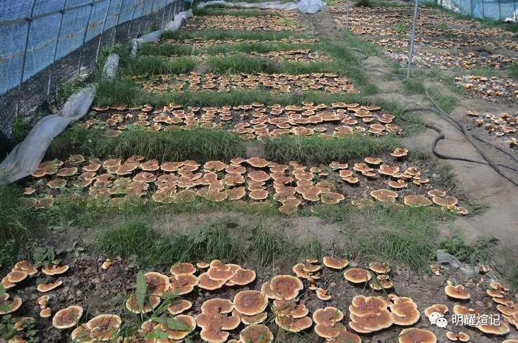 致富种植项目新闻报道_致富种植新项目_种植致富好项目