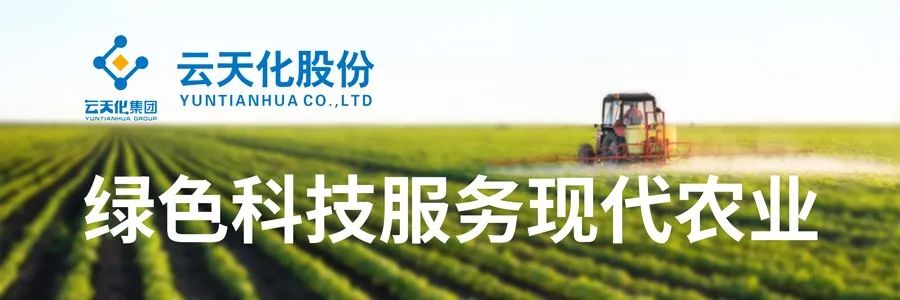 本地人都做不到！东北小伙广东种柠檬，创下十倍利润！