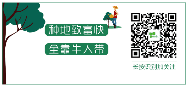 柠檬高产栽培关键技术_柠檬高产栽培技术_柠檬高产种植技术视频