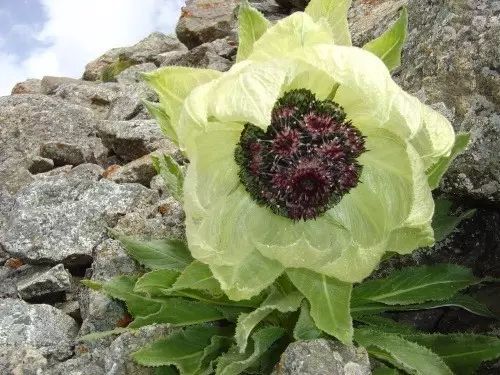 青海种植大枸杞致富经_青海致富枸杞种植大户是谁_青海枸杞种植基地