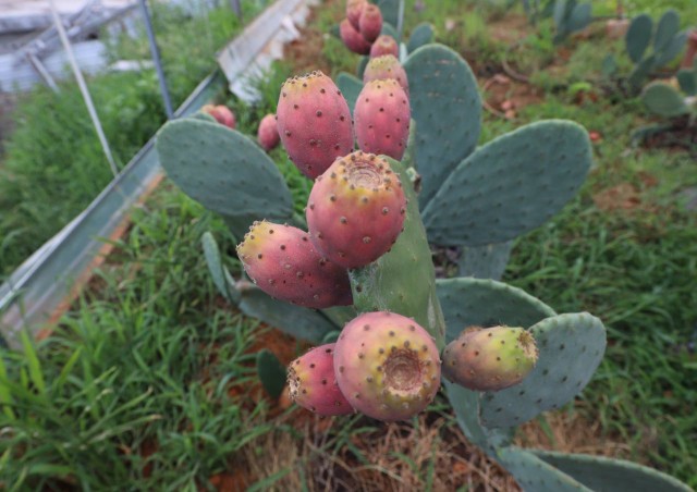 致富种植视频全集_种植致富带头人_种植致富人