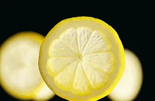 柠檬高产种植技术视频_柠檬种植技术与管理视频_柠檬高产栽培技术