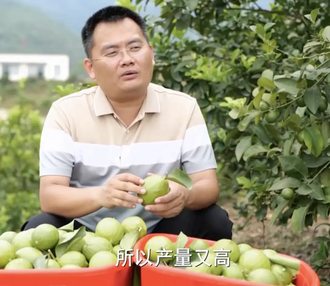 柠檬高产栽培技术_柠檬种植技术与管理视频_柠檬高产种植技术视频