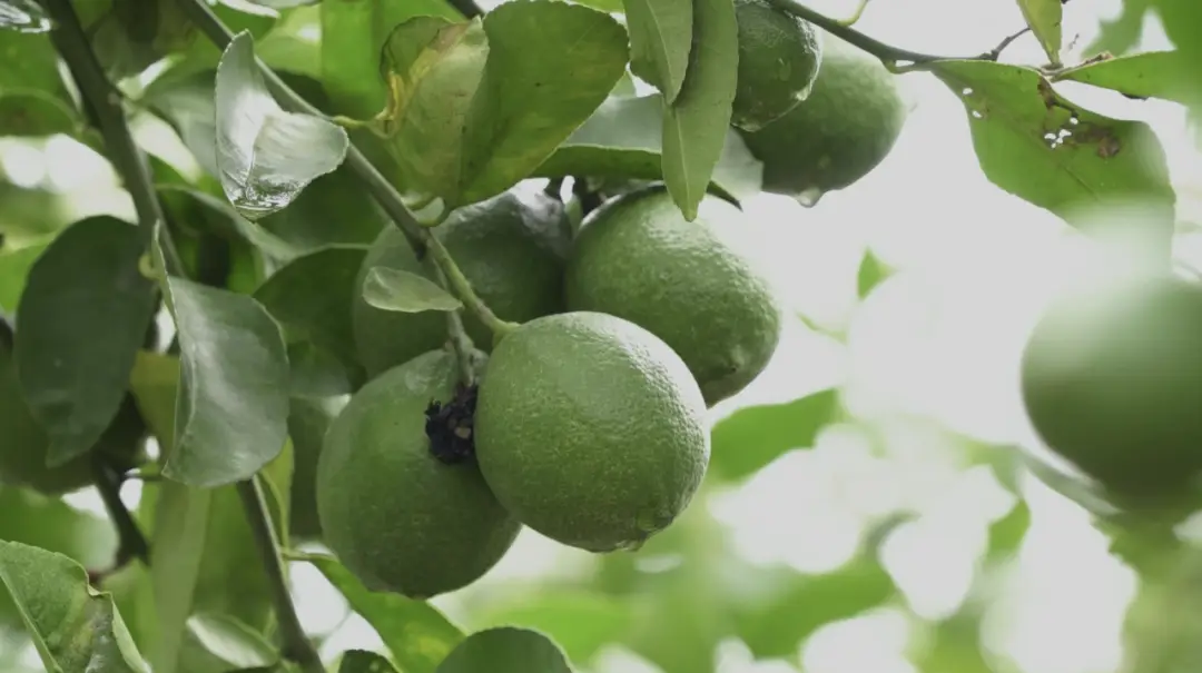 柠檬高产栽培技术_柠檬种植技术与管理视频_柠檬高产种植技术视频