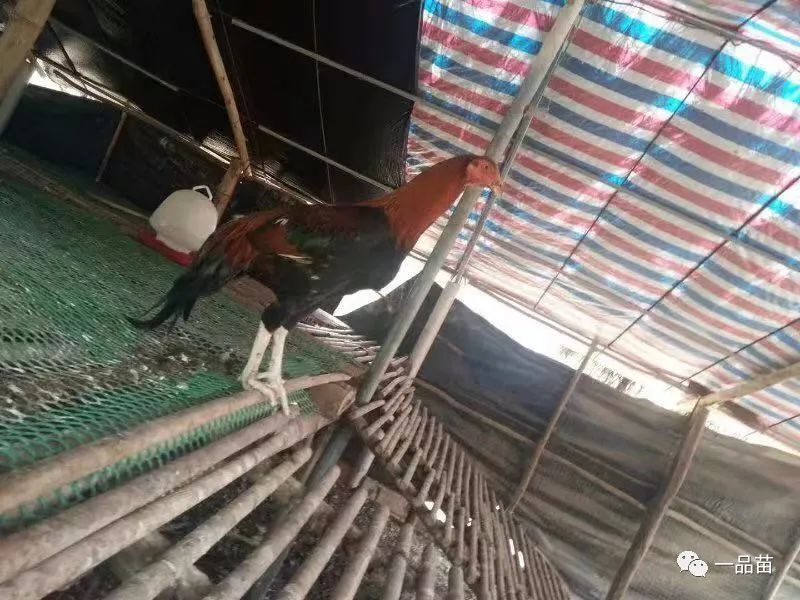 致富养殖斗鸡故事大全_斗鸡养殖致富故事_养斗鸡的故事