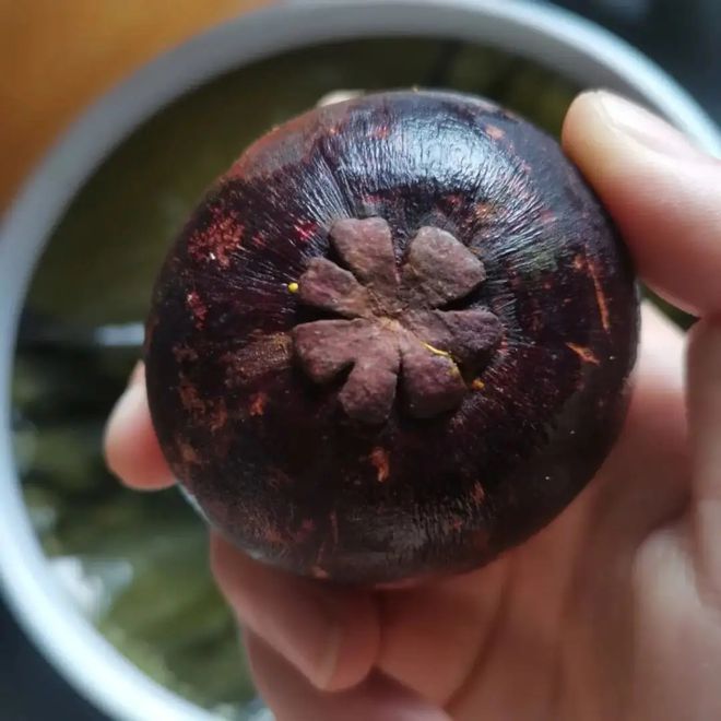 产量种植山竹技术要点_山竹种植技术及产量_产量种植山竹技术指标