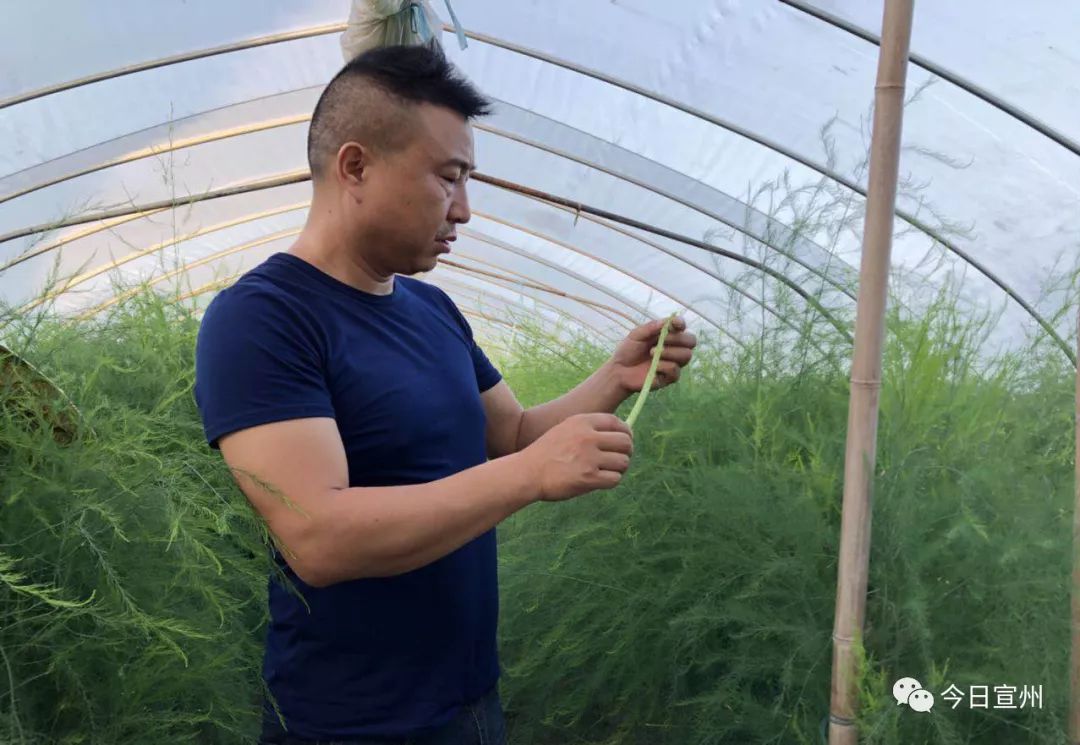 致富经芦笋种植视频_种植芦笋赚钱吗_依靠种植芦笋致富