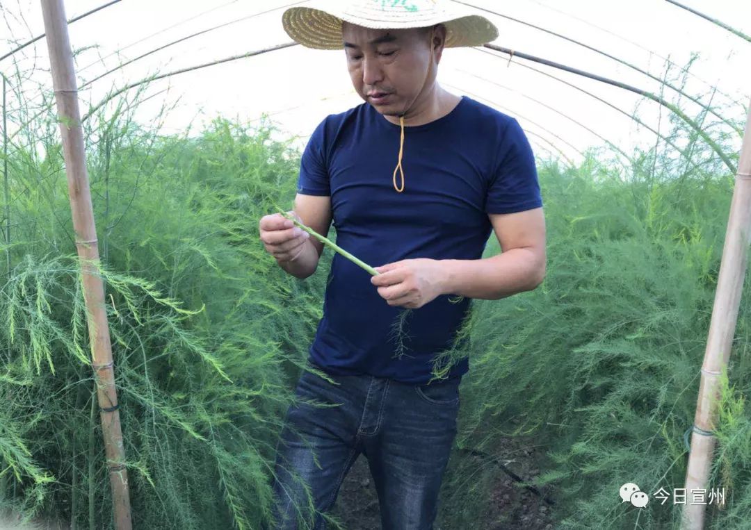 依靠种植芦笋致富_致富经芦笋种植视频_种植芦笋赚钱吗