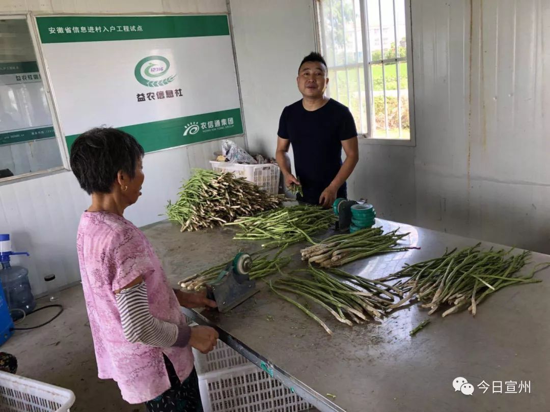 依靠种植芦笋致富_致富经芦笋种植视频_种植芦笋赚钱吗