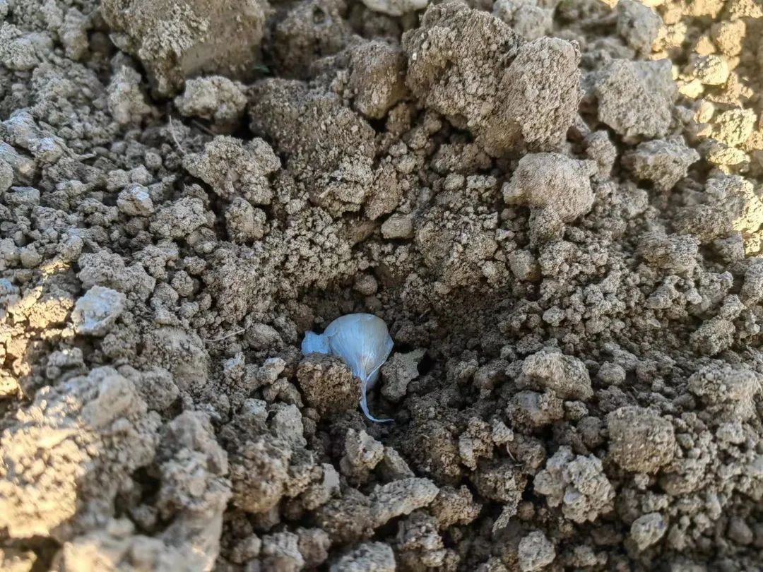 种植大蒜能致富_致富大蒜能种植吗视频_致富经大蒜种植视频