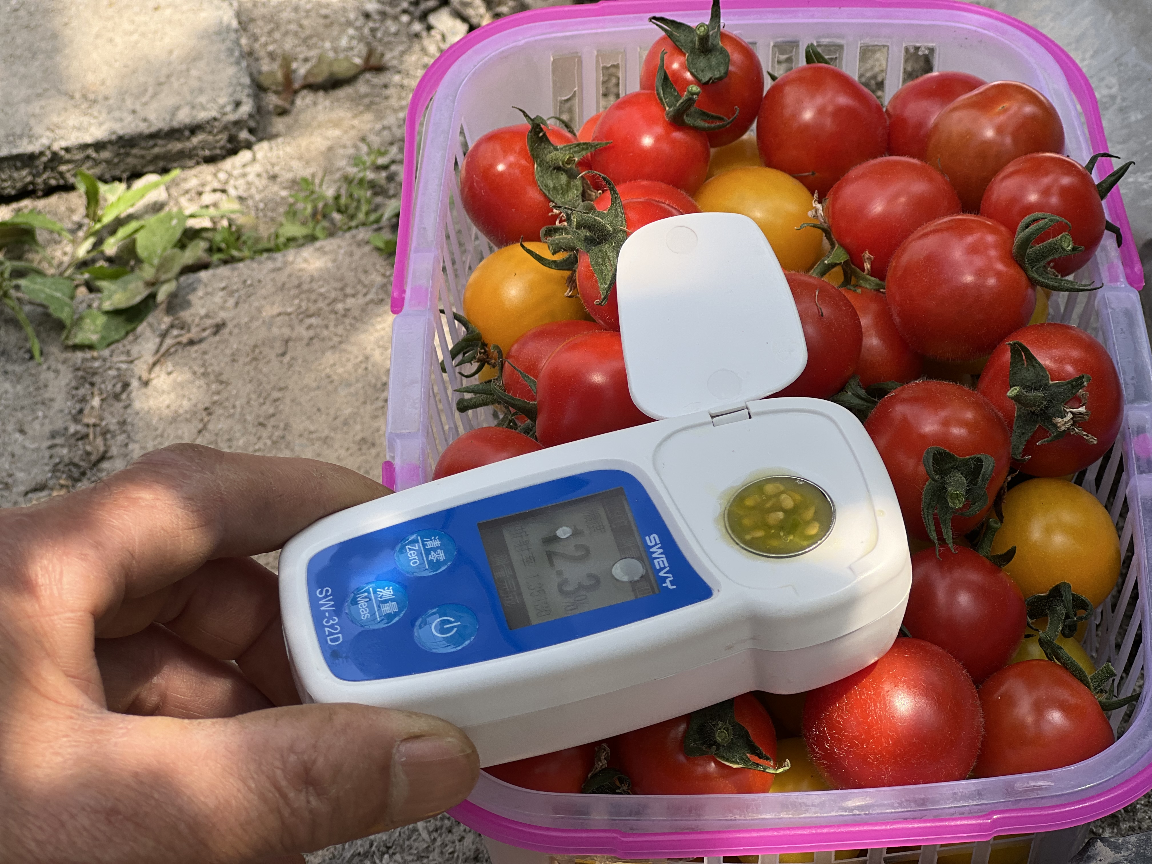 四季蒜苗种植致富_泰顺种什么水果_泰顺种植致富果