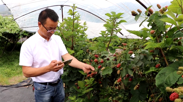 农村种植什么能致富_泰顺种植致富果_泰顺种什么水果