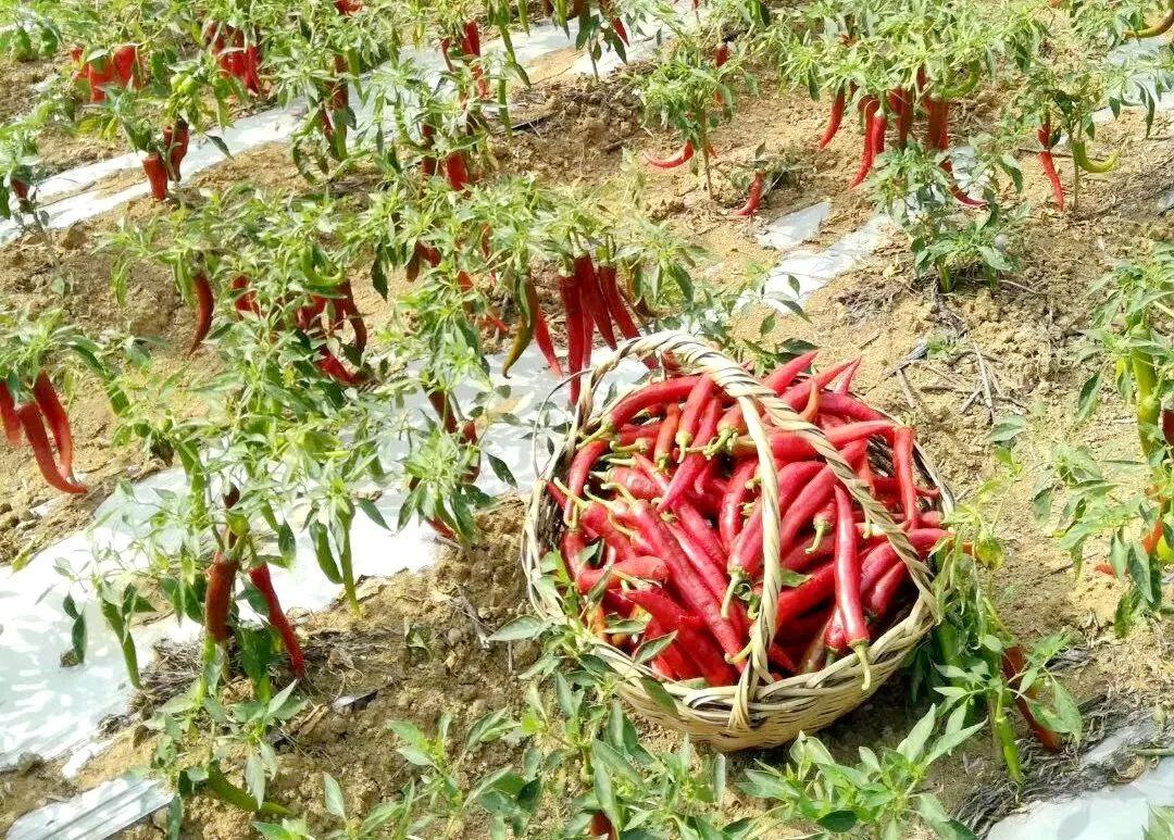 致富经辣椒种植视频_致富经河南男子种辣椒_辣椒致富经