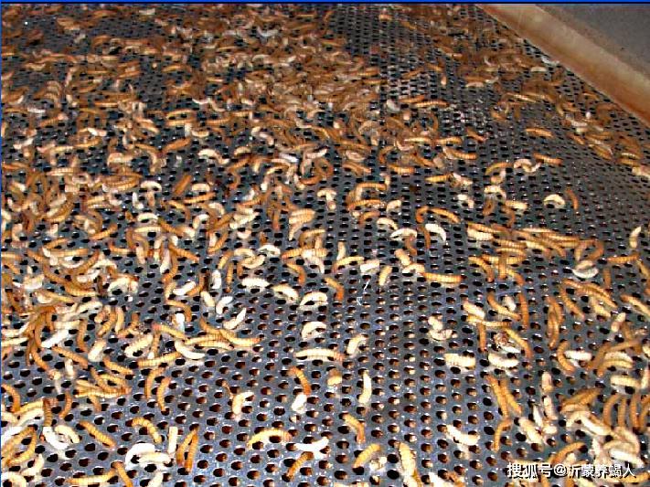 黄粉虫养殖技术：黄粉虫在成虫期的管理方法和技巧