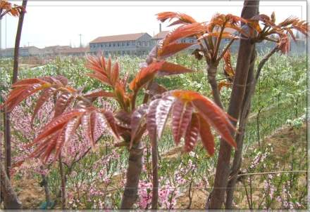 梅子苗图片_梅子苗种植技术_苗梅子种植技术与管理