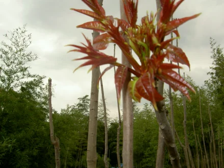 梅子苗图片_梅子苗种植技术_苗梅子种植技术与管理