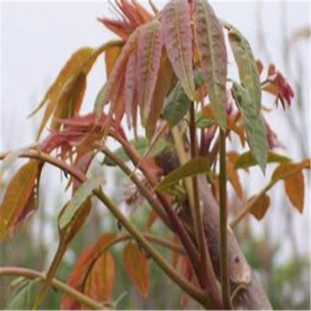 苗梅子种植技术与管理_梅子苗种植技术_梅子苗图片