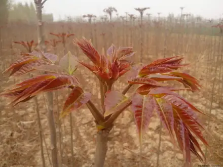 梅子苗种植技术_梅子苗图片_苗梅子种植技术与管理