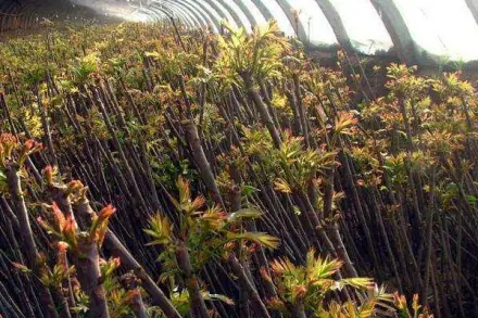 苗梅子种植技术与管理_梅子苗图片_梅子苗种植技术