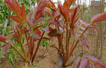 苗梅子种植技术与管理_梅子苗种植技术_梅子苗图片